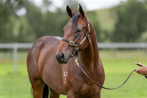 Lot Too Darn Hot X Mandalong X Snitjess Colt Goodwood Farm