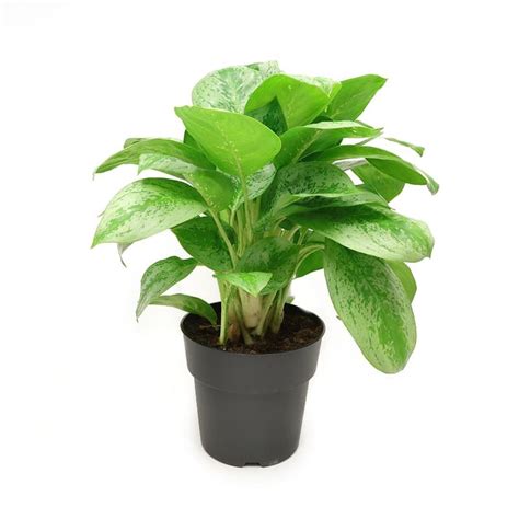 Aglaonema 'Lemon Mint' - Air Purifying Plants - Tates