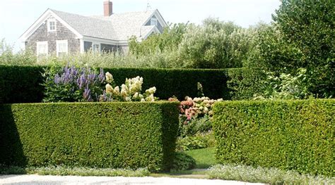 Какие растения подойдут для естественной ограды участка