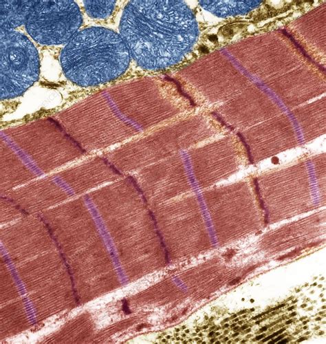 Striated Muscle Tem Stock Image C Science Photo Library