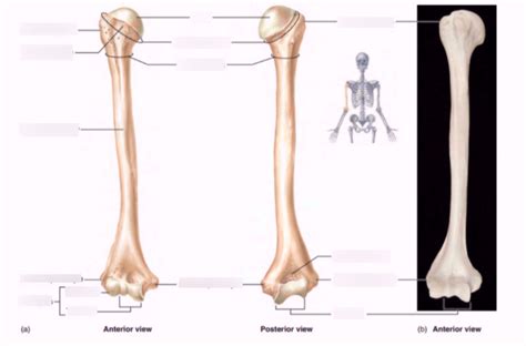 Humerus Labeling Diagram Quizlet