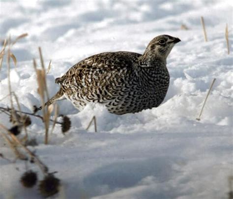 sharp-tail grouse | Game birds, Birds, Grouse