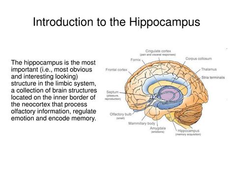 hippocampus anatomy  pictures anatomy  hippocampus