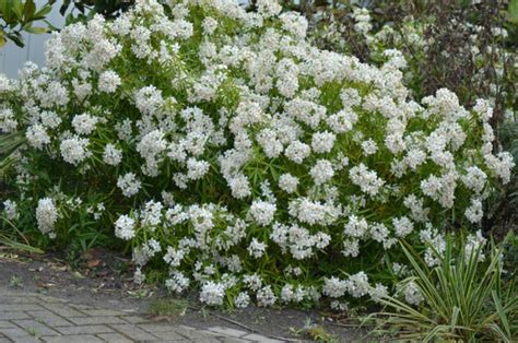 Choisya Ternata Aztec Pearl Bloemenpark Appeltern