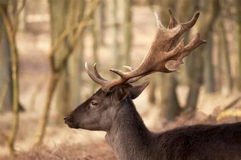 How Much Do Deer Antlers Grown In August • Support Wild