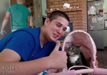 Cat Fuck You Gifs Find Share On Giphy