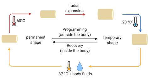 Polymeric Biomaterials Ecker Lab