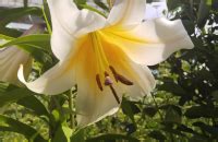 Лилия Регале Альбум (Regale Album) - луковицы лилий купить в Москве, с ...