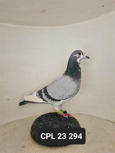 LOT 8 ZA 23 CPL 294 H Entered By Hot Rod Racing THE SIRE Airgun CPL 2021 25th