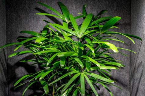 Rhapis Excelsa Facts Benefits Grow Care Tips In 2023 Atelier Yuwa