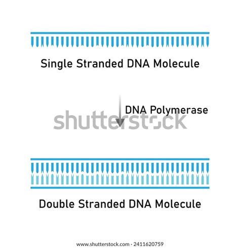 Dna Polymerase Enzyme Function Scientific Design Stock Vector (Royalty ...