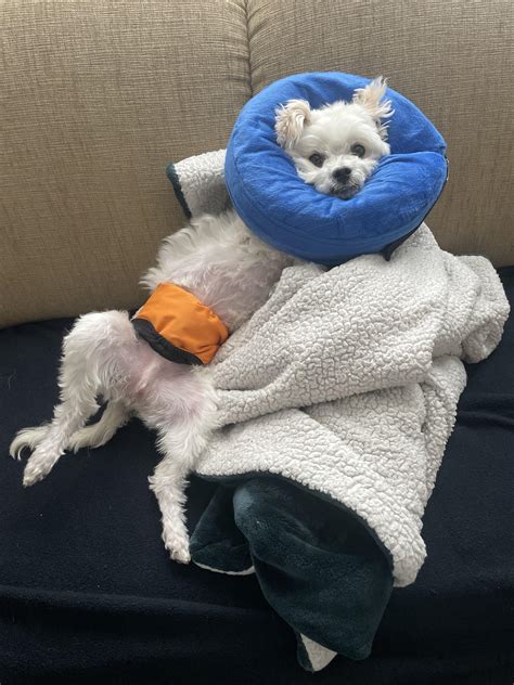 Rocking his soft collar : r/Maltese