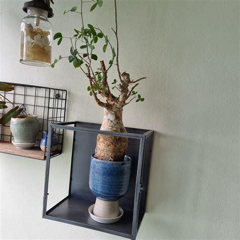 Commiphora Eminii Furniture Home Living Gardening Plants Seeds