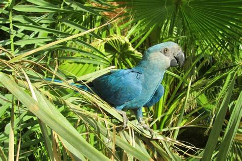 The Blue Macaw Parrot Which Appeared In Movie 'Rio' Is Now Extinct ...