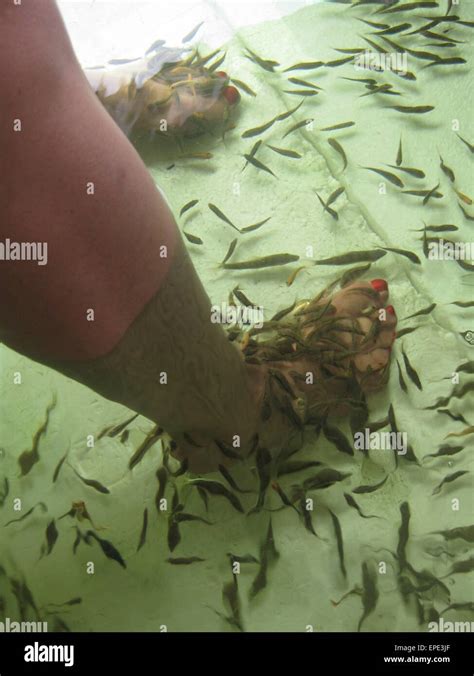 Pedicure Fish Spa Rufa Garra Fish Spa Treatment Close Up Of Fish And