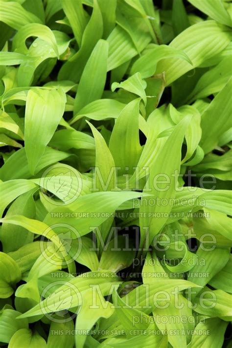 Photo Of Hosta Lipstick Blonde Hosta Funkia August Lily
