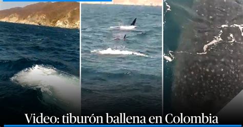 Increíble Avistaron tiburón ballena en Santa Marta el pez más grande