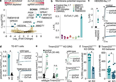 TMEM233 Is Required For ExTxA Induced Inhibition Of NaV1 7