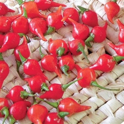 Biquinho Red - Tozer