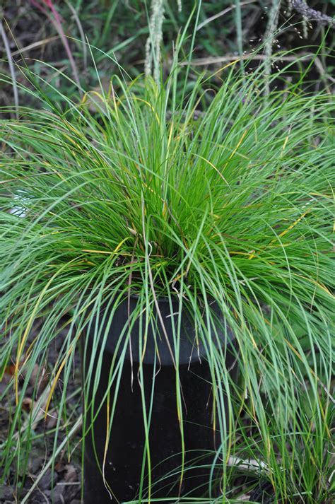 Carex Species 'Kyoto' — Kwekerij en Kijktuin Aan De Dijk