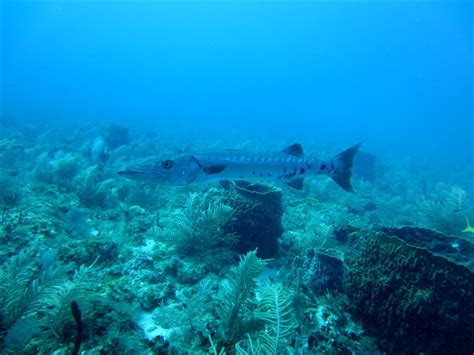 Sea Wonder: Giant Barrel Sponge | National Marine Sanctuary Foundation