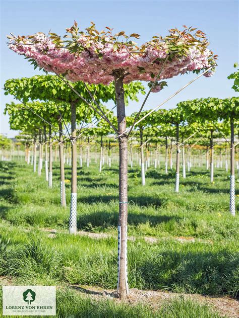 Prunus Serrulata Kanzan Baumschule Lve