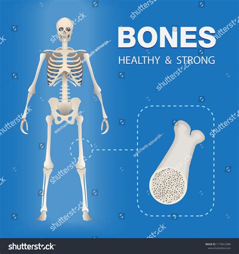 Human Skeleton Posterior Didactic Board Anatomy Stock Vektor