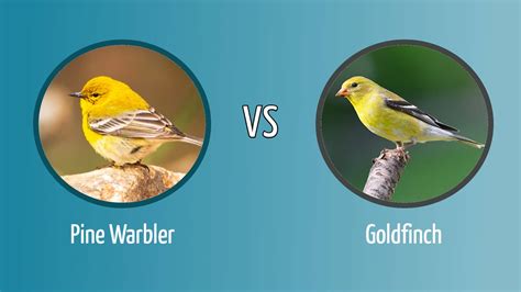 Pine Warbler vs. Goldfinch: How to Tell the Difference - Optics Mag