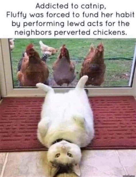 Pussy Putting On A Show Meme By Pigglywiggly Memedroid