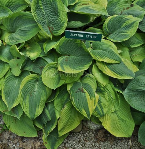 P00 Hosta 'Alvatine Taylor' from The Hosta Helper - Presented by ...