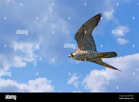 Pigeon Hawk Hi Res Stock Photography And Images Alamy