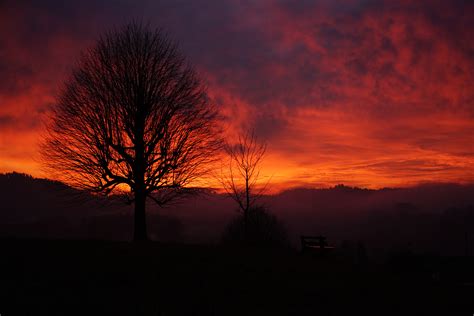 Fotos Gratis Paisaje Naturaleza Horizonte Rama Silueta Ligero