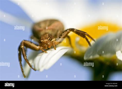 Brown Crab Spider Stock Photo Alamy