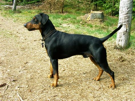 German Pinscher – Fun Facts and Crate Size – Pet Crates Direct