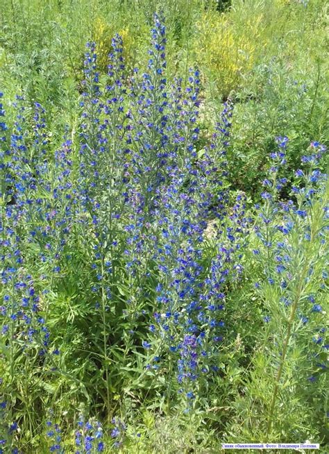 Синяк обыкновенный: описание, применение, фотографии