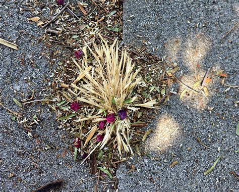 Foxtails: The Hidden Danger in Your Own Backyard