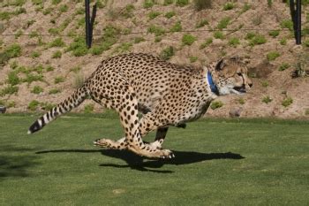 SEE SPOTS RUN! SAN DIEGO ZOO SAFARI PARK’S “CHEETAH RUN” OPENS JULY 2 ...