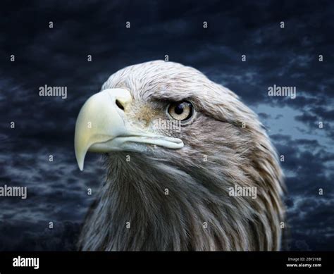 Primal Bird Hi Res Stock Photography And Images Alamy