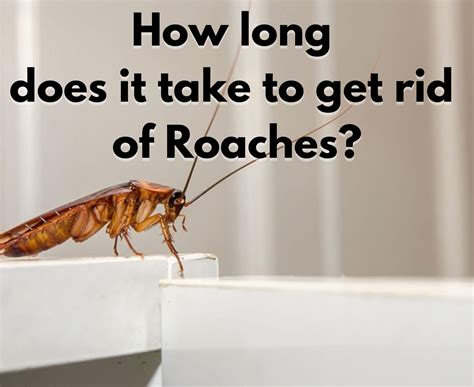 how long does it take for a roach to grow