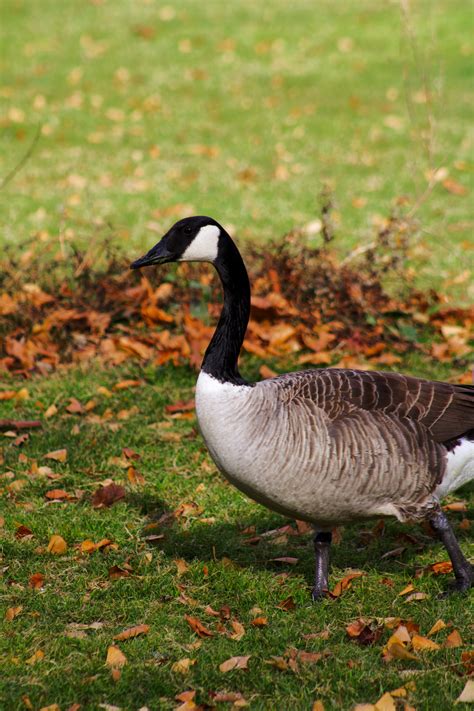 Waterfowl Photos, Download The BEST Free Waterfowl Stock Photos & HD Images