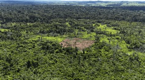 Desmatamento em Terra Indígena Karipuna Preocupa Lideranças Locais