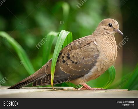 Closeup Young Mourning Dove Profile Image And Photo Bigstock