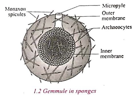 Sponge Gemmules