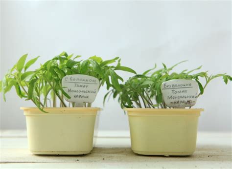 Грунт для рассады томатов своими руками - Ограждения. Безопасность ...