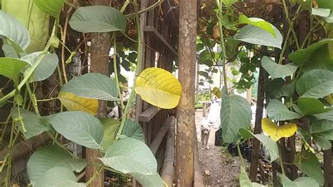 cultivo de badea cual es el ciclo de esta fruta hasta la cosecha