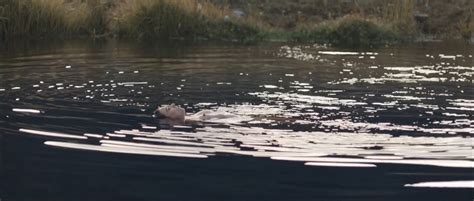 Nude Video Celebs Libby Munro Nude The Hunted