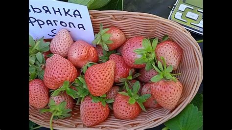 БЬЯНКА ФРАГОЛА -королева белоплодных сортов клубники. - YouTube