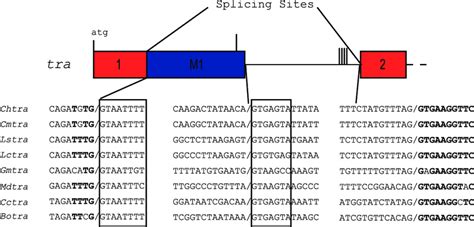 Comparison Of Tra Sex Specific Intron Splice Donor And Acceptor Sites Download Scientific