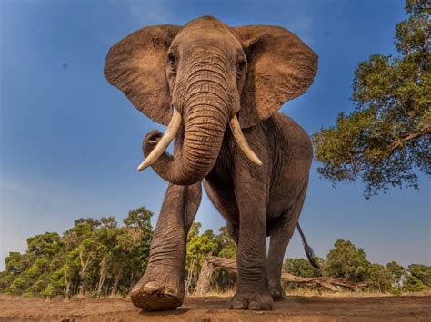 thirsty elephants rampage  north cameroon city news