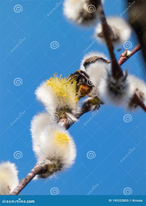 A Beautiful Macro Picture Of A Bumblebee Extracting Pollen From A Blossoming Pussy Willow In